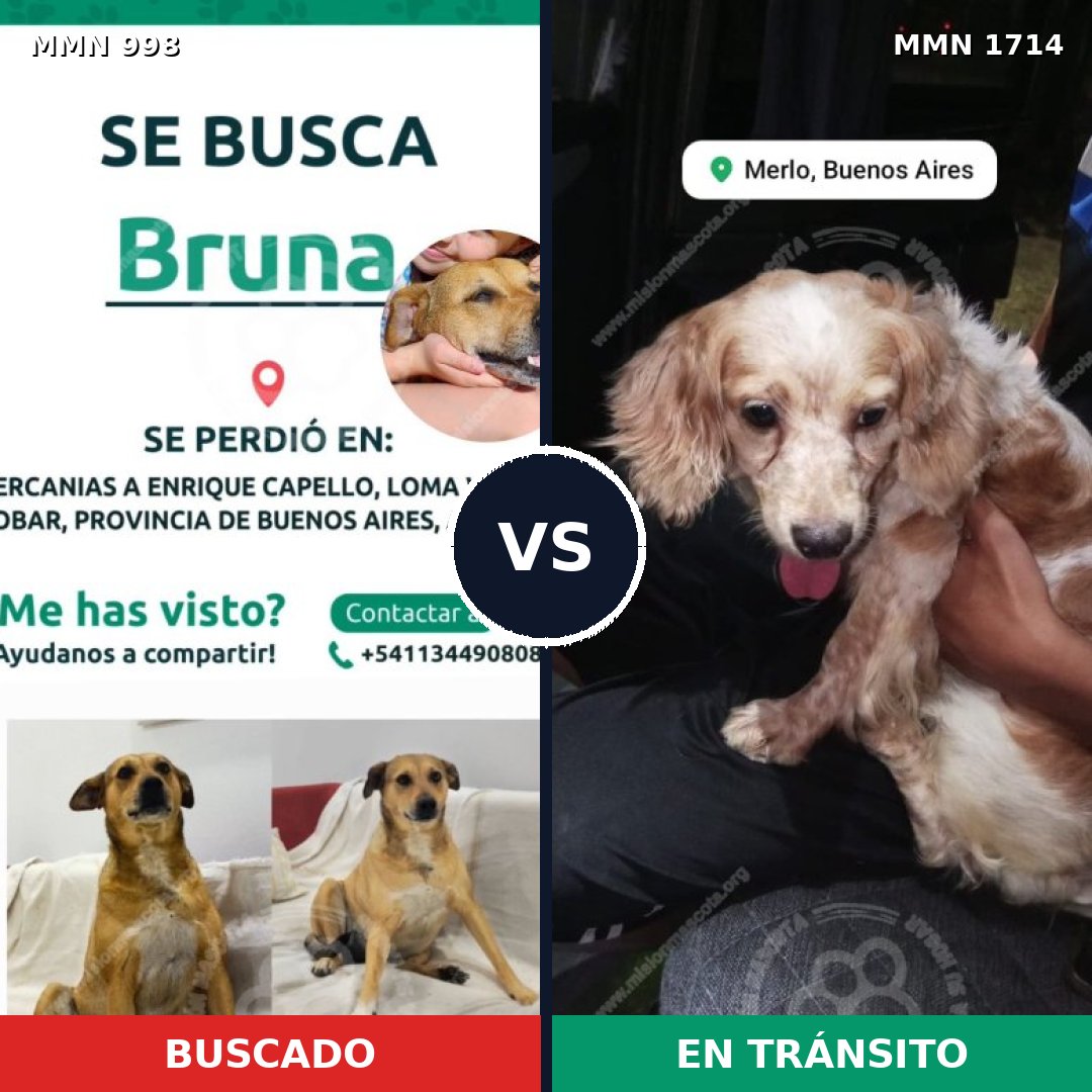 Comparativa MMS 37991: mascota perdida y mascota encontrada, 41% de similitud