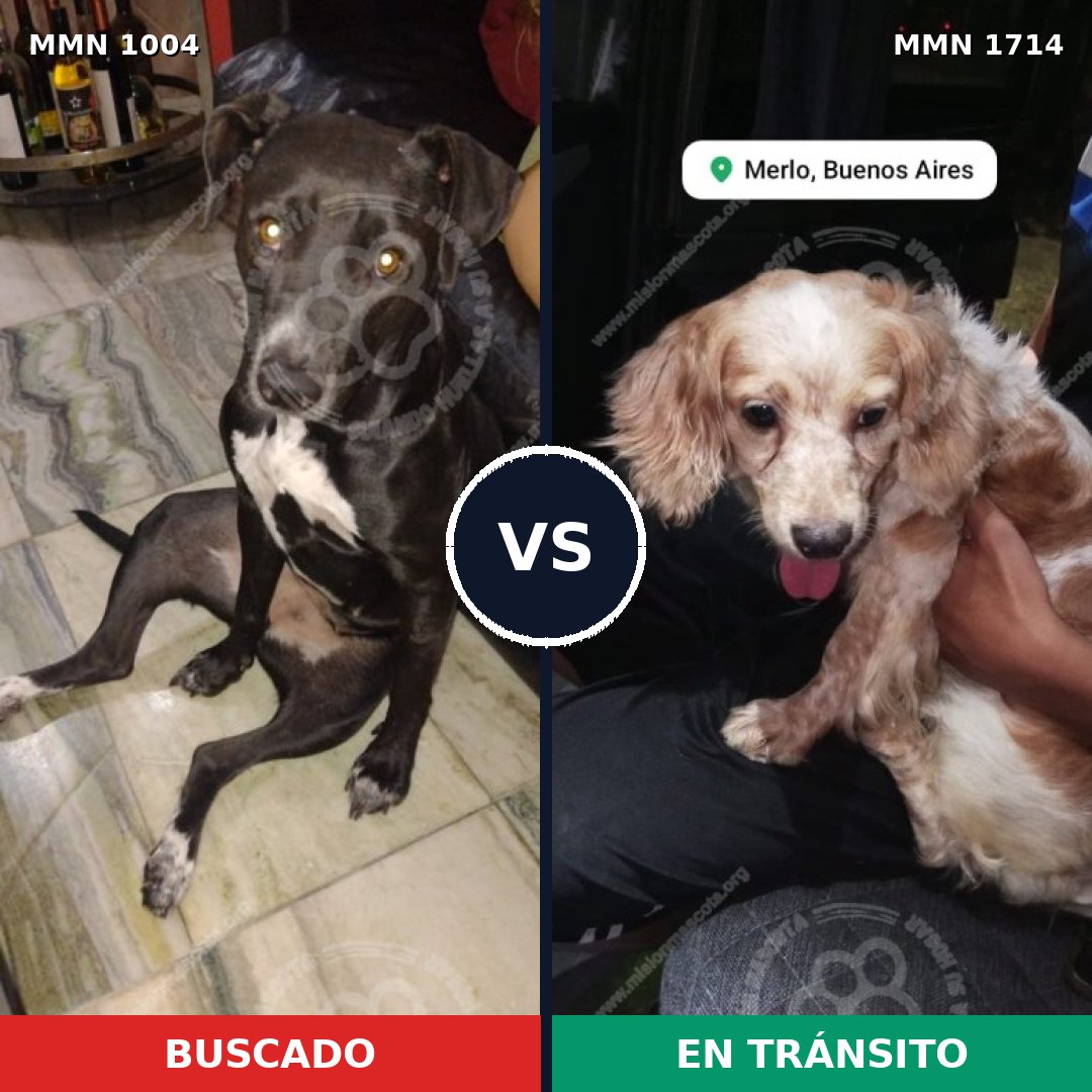 Comparativa MMS 37992: mascota perdida y mascota encontrada, 41% de similitud