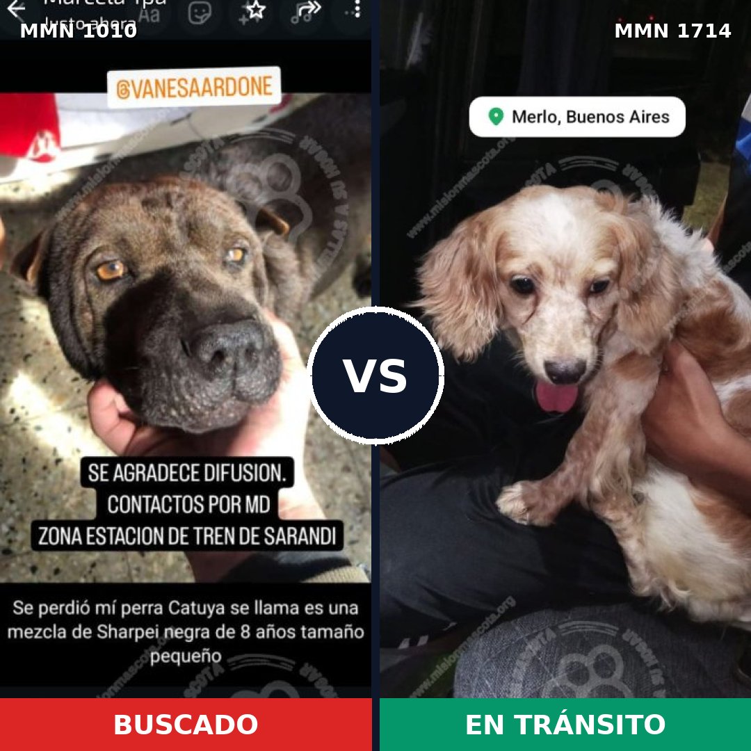 Comparativa MMS 37993: mascota perdida y mascota encontrada, 37% de similitud