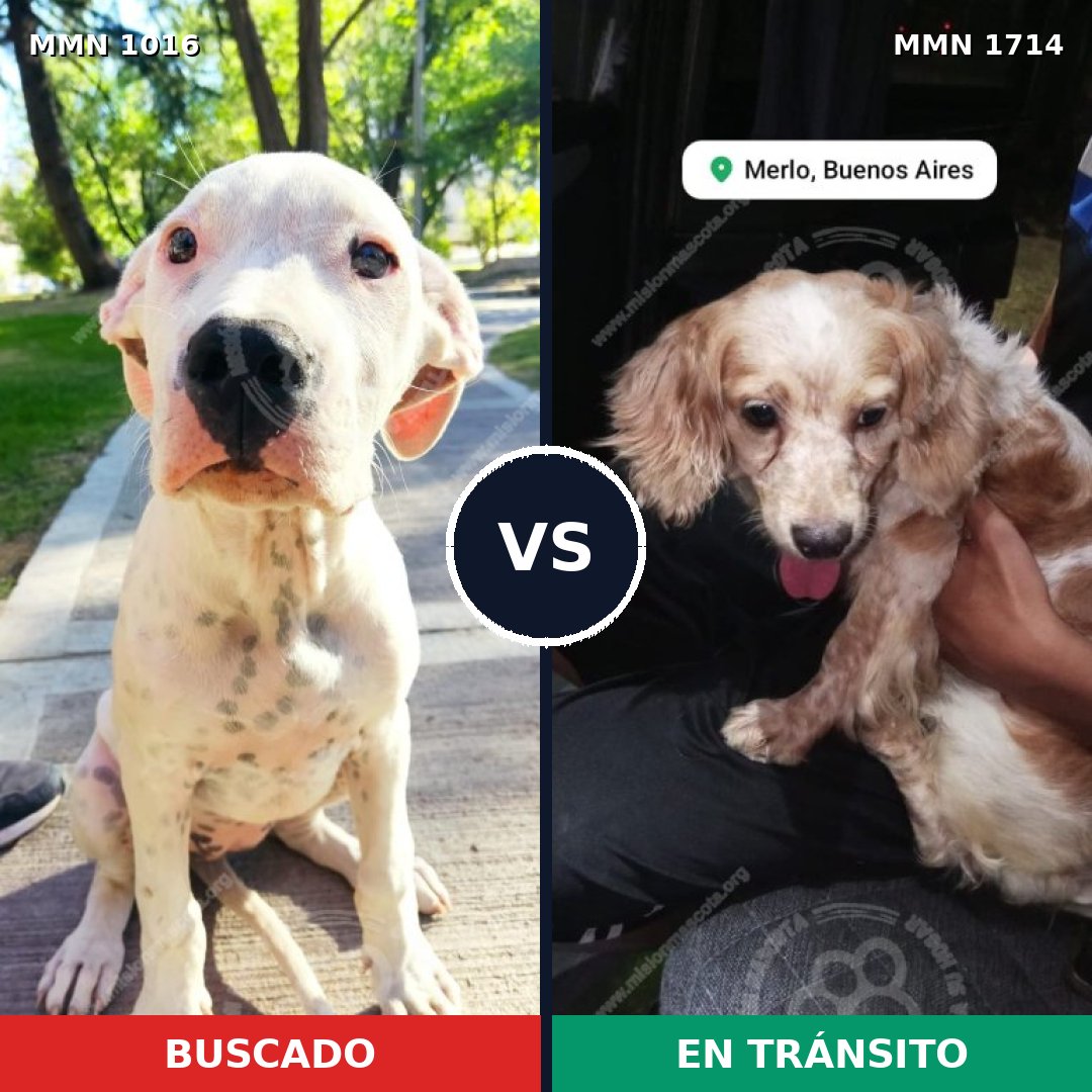 Comparativa MMS 37994: mascota perdida y mascota encontrada, 32% de similitud