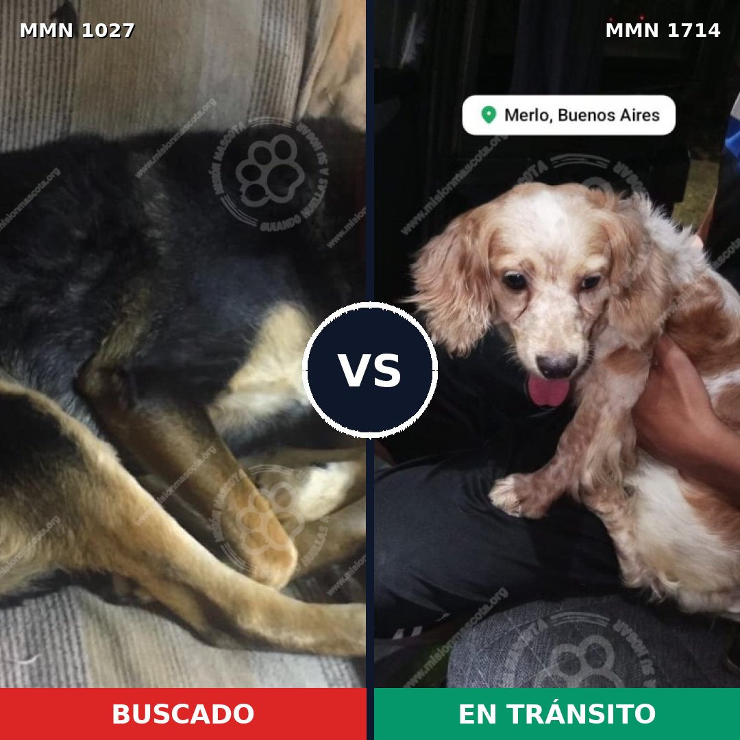 Comparativa MMS 37996: mascota perdida y mascota encontrada, 40% de similitud