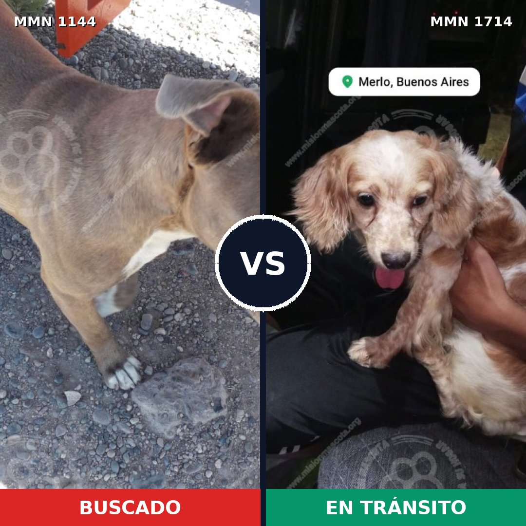 Comparativa MMS 37997: mascota perdida y mascota encontrada, 38% de similitud