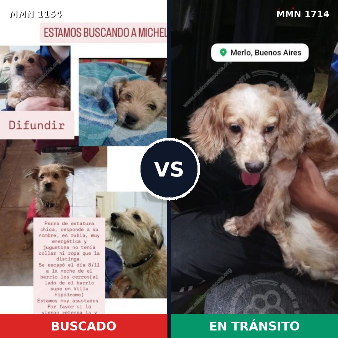 Comparativa MMS 37999: mascota perdida y mascota encontrada, 48% de similitud