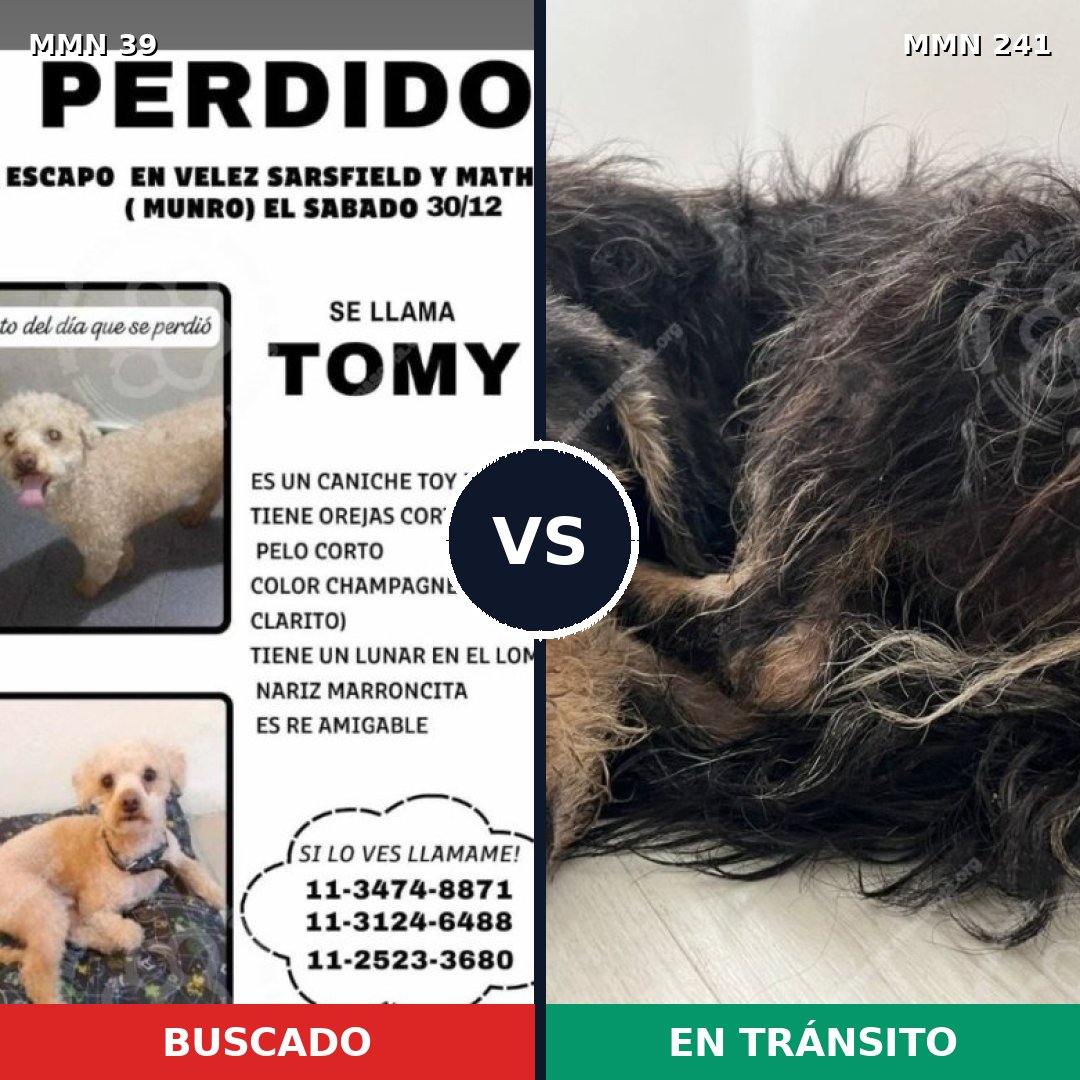 Comparativa MMS 38: mascota perdida y mascota encontrada, 29% de similitud