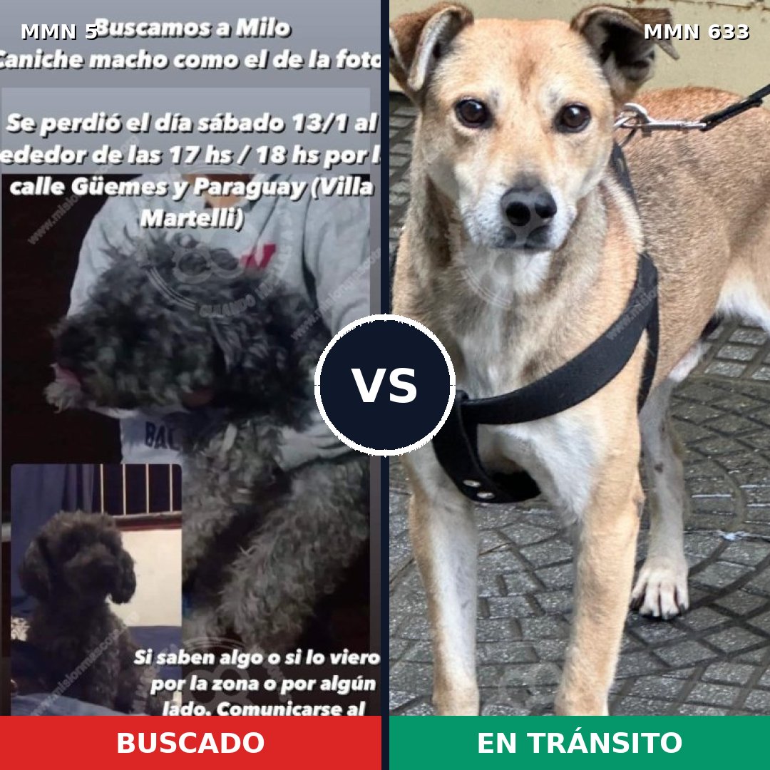 Comparativa MMS 380: mascota perdida y mascota encontrada, 33% de similitud