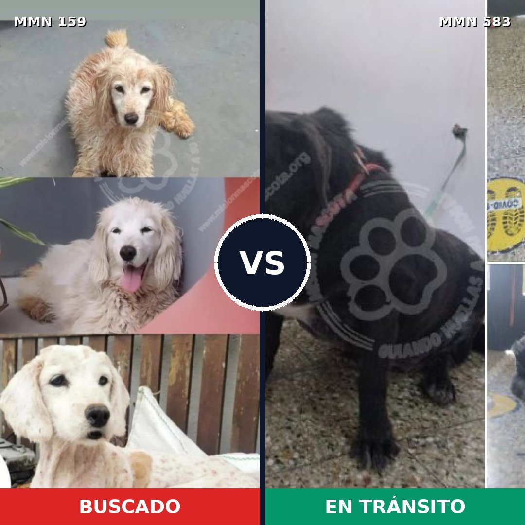 Comparativa MMS 3800: mascota perdida y mascota encontrada, 53% de similitud