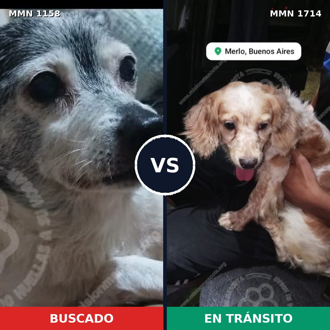 Comparativa MMS 38000: mascota perdida y mascota encontrada, 51% de similitud