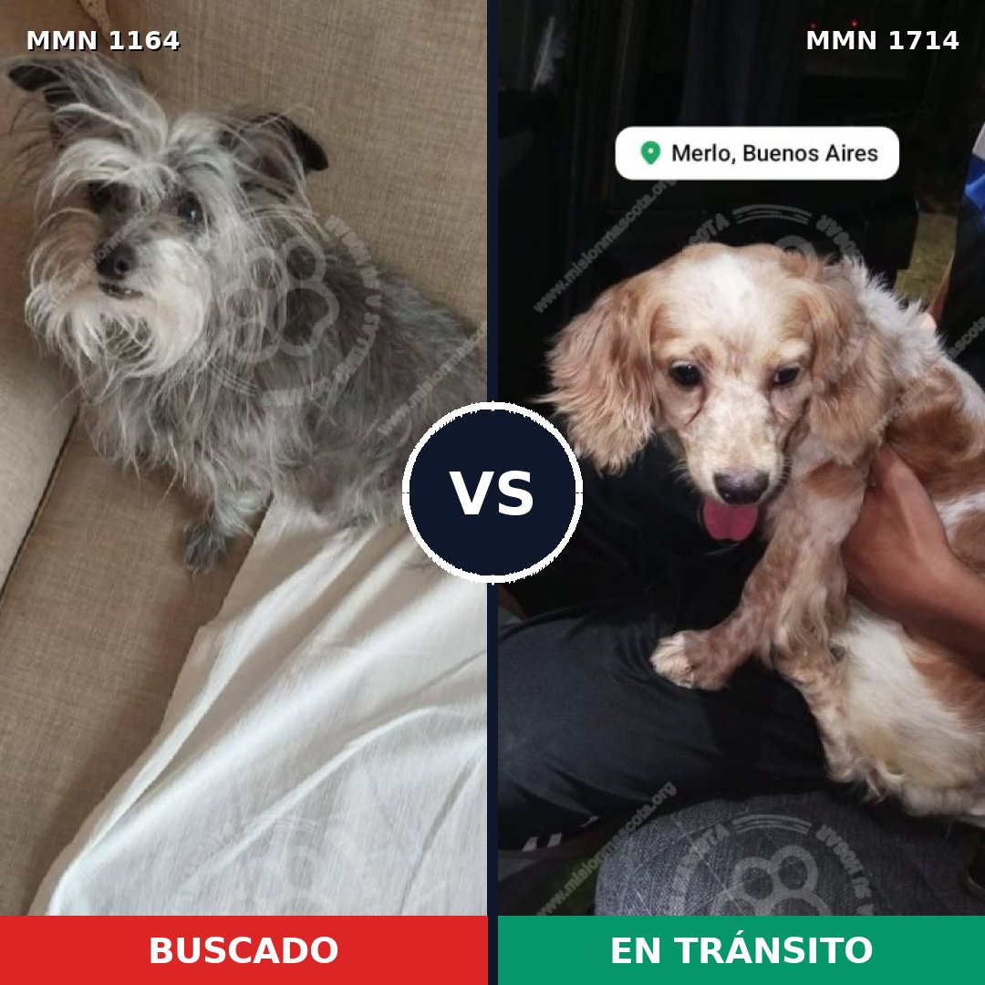 Comparativa MMS 38002: mascota perdida y mascota encontrada, 43% de similitud