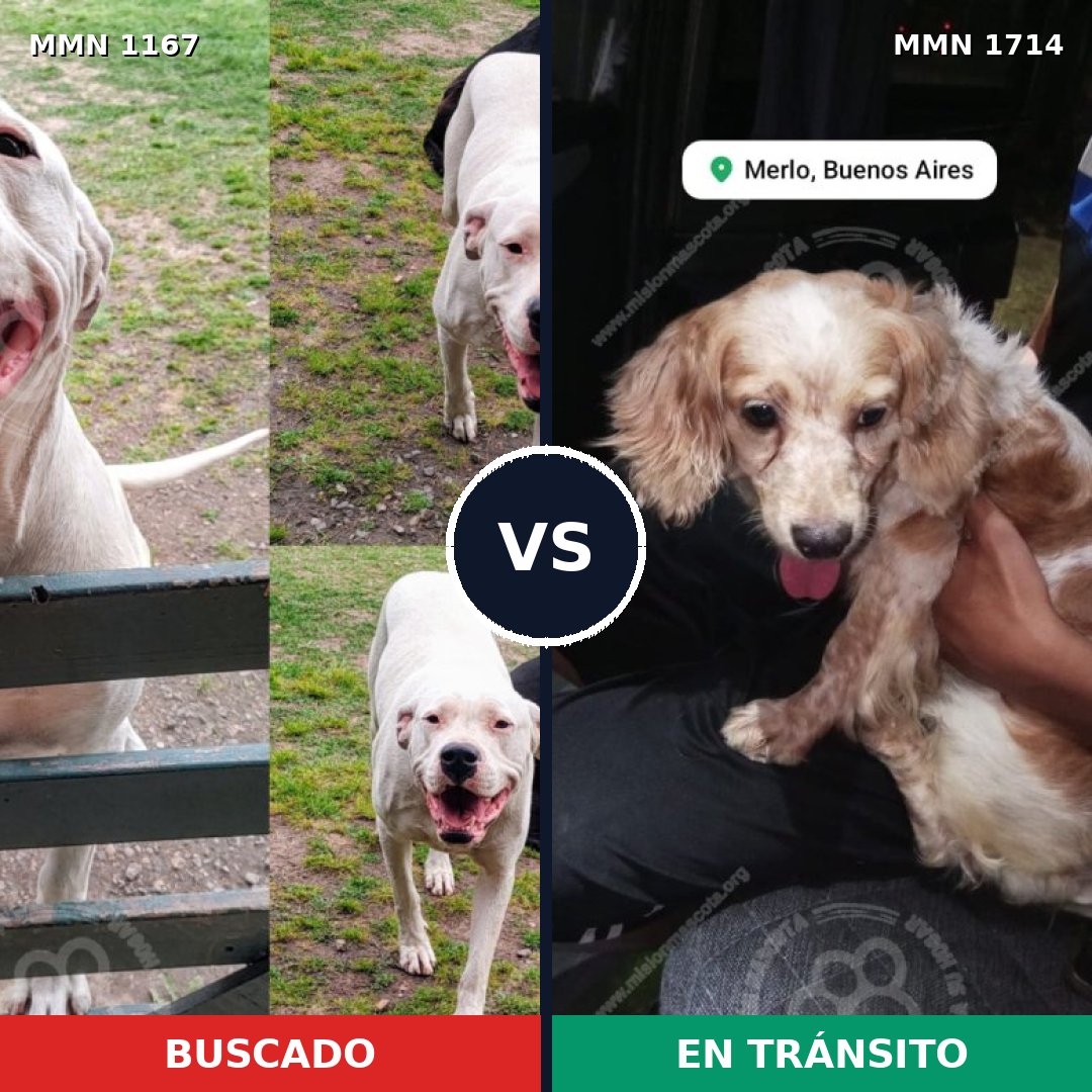 Comparativa MMS 38003: mascota perdida y mascota encontrada, 35% de similitud
