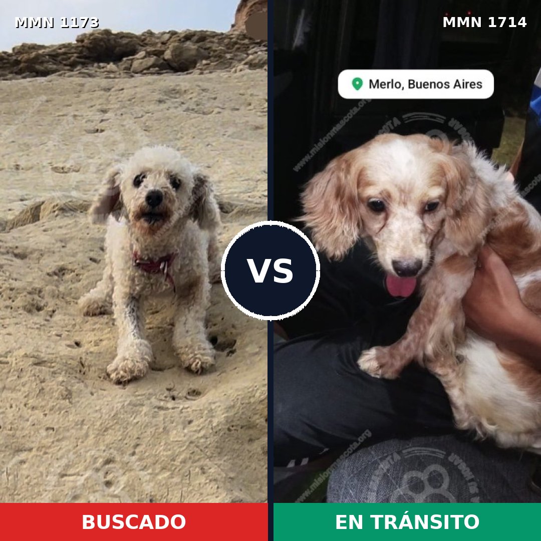 Comparativa MMS 38004: mascota perdida y mascota encontrada, 47% de similitud