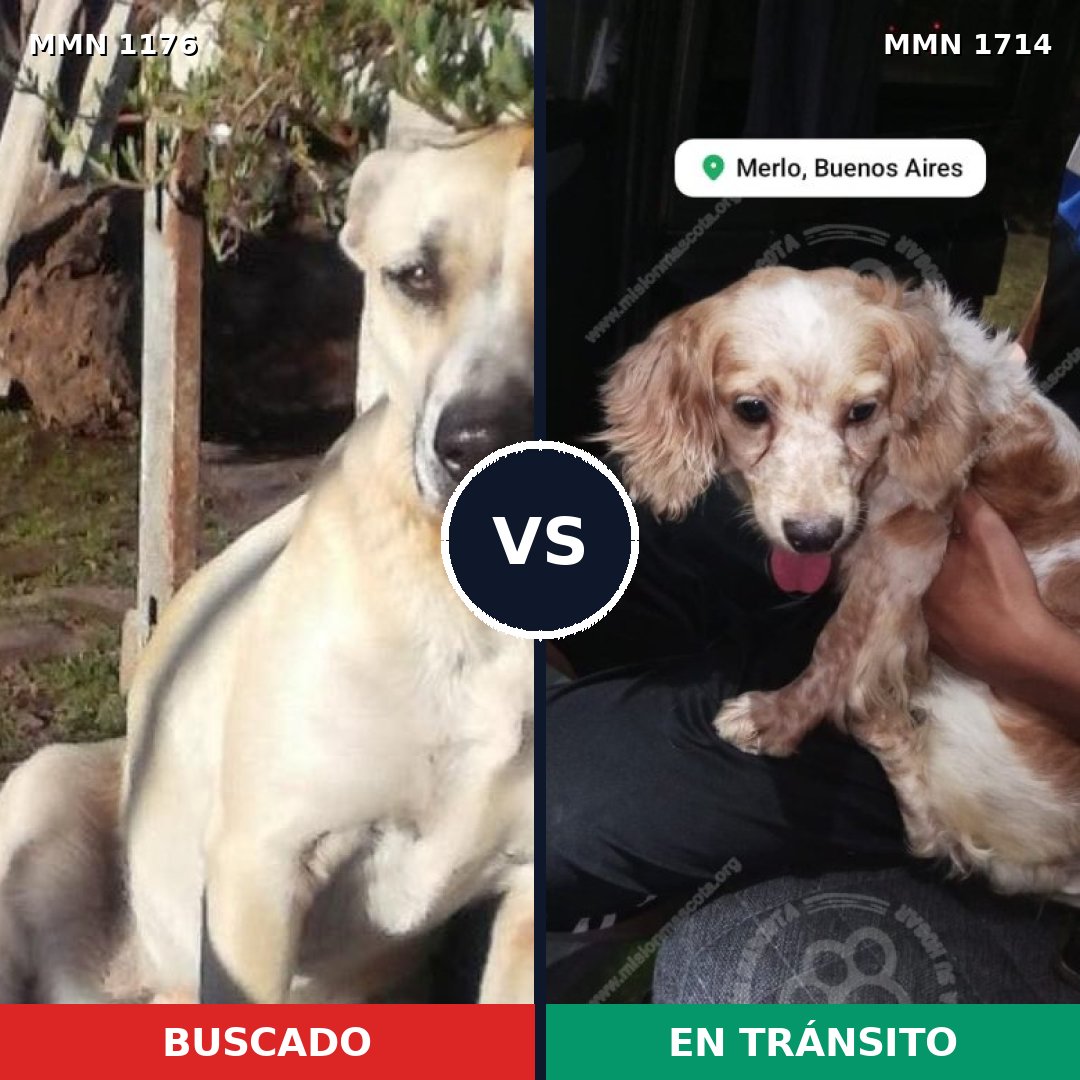 Comparativa MMS 38005: mascota perdida y mascota encontrada, 36% de similitud