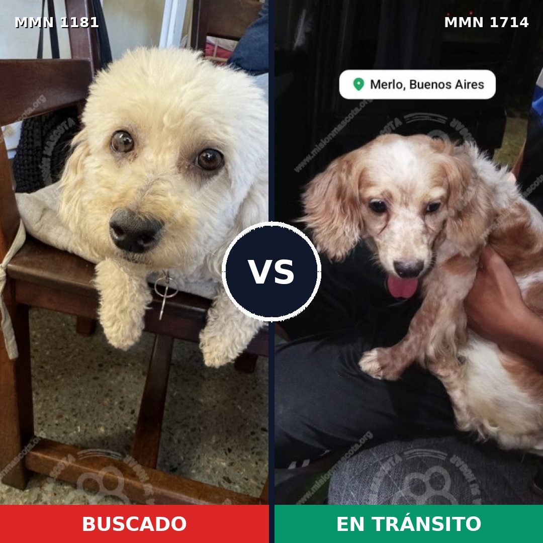 Comparativa MMS 38006: mascota perdida y mascota encontrada, 51% de similitud