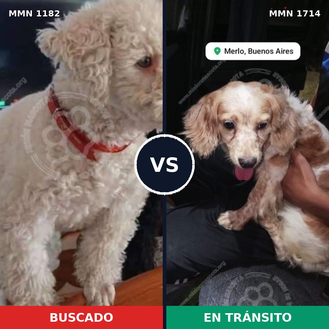 Comparativa MMS 38007: mascota perdida y mascota encontrada, 53% de similitud