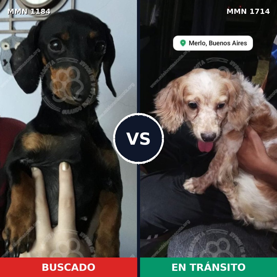Comparativa MMS 38008: mascota perdida y mascota encontrada, 48% de similitud