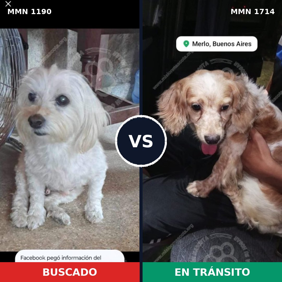 Comparativa MMS 38009: mascota perdida y mascota encontrada, 55% de similitud