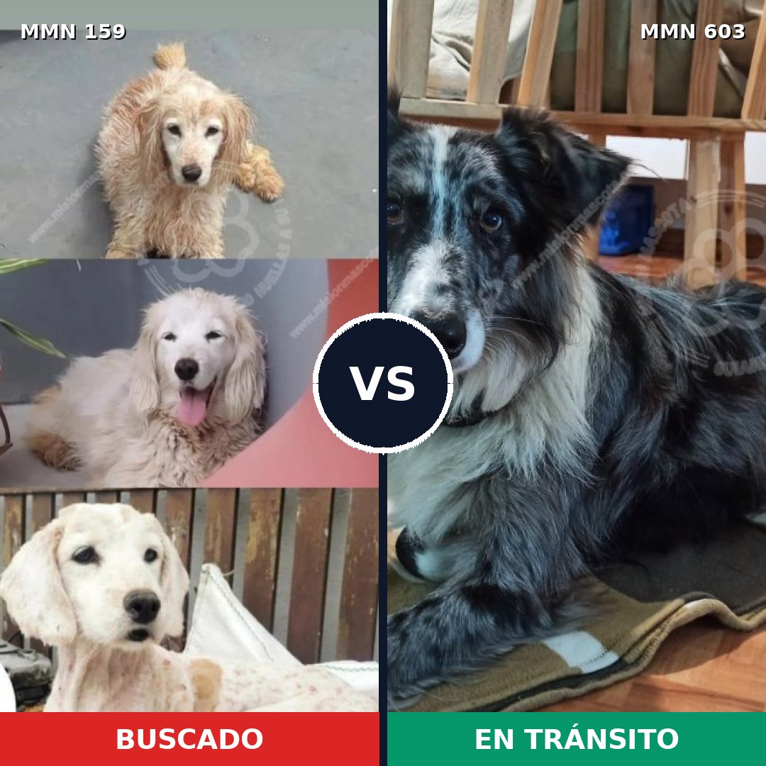 Comparativa MMS 3801: mascota perdida y mascota encontrada, 4% de similitud