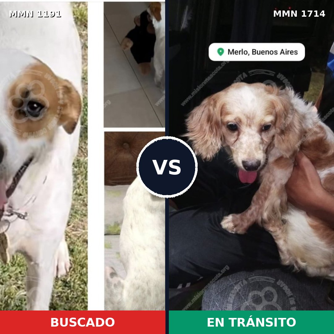 Comparativa MMS 38010: mascota perdida y mascota encontrada, 45% de similitud