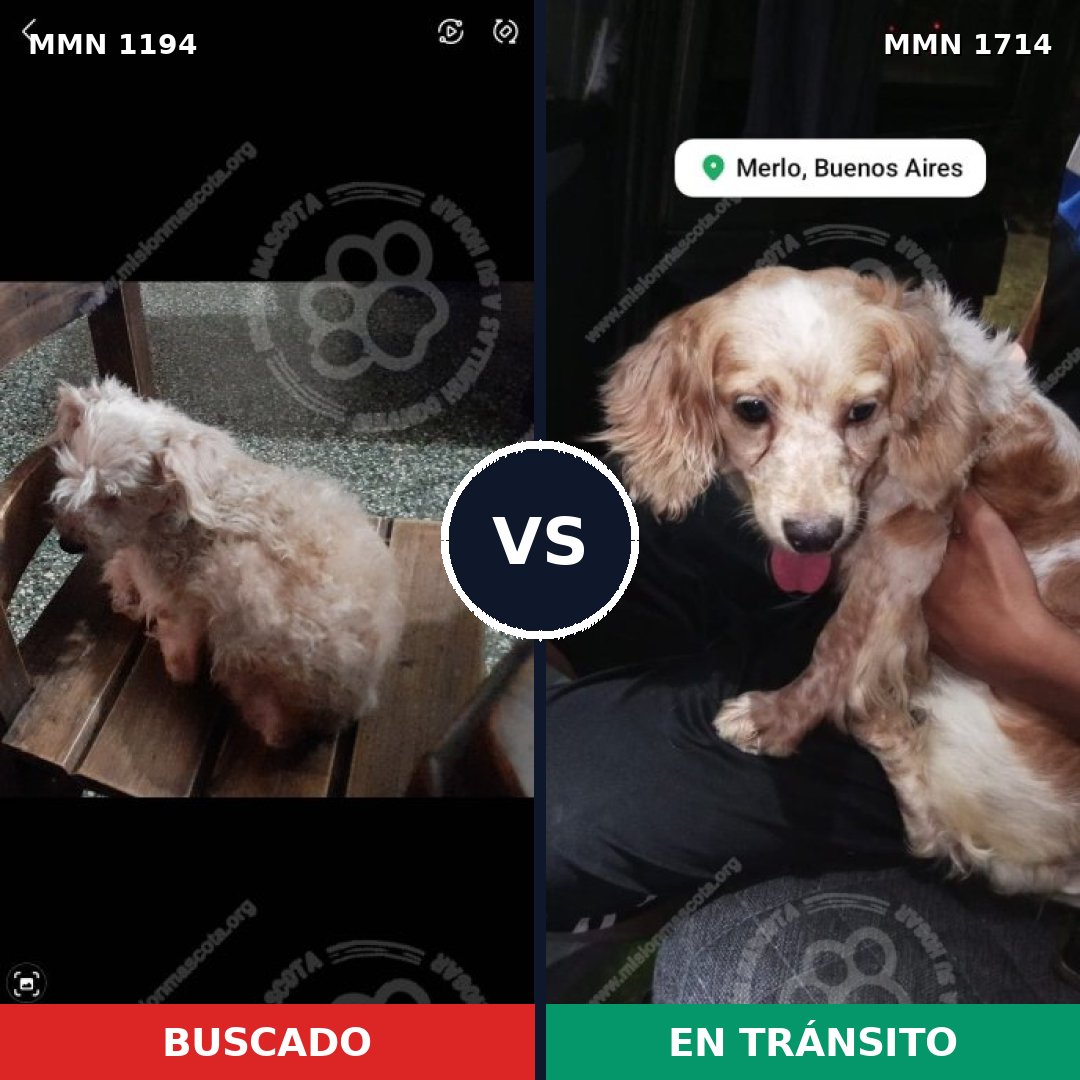 Comparativa MMS 38011: mascota perdida y mascota encontrada, 58% de similitud