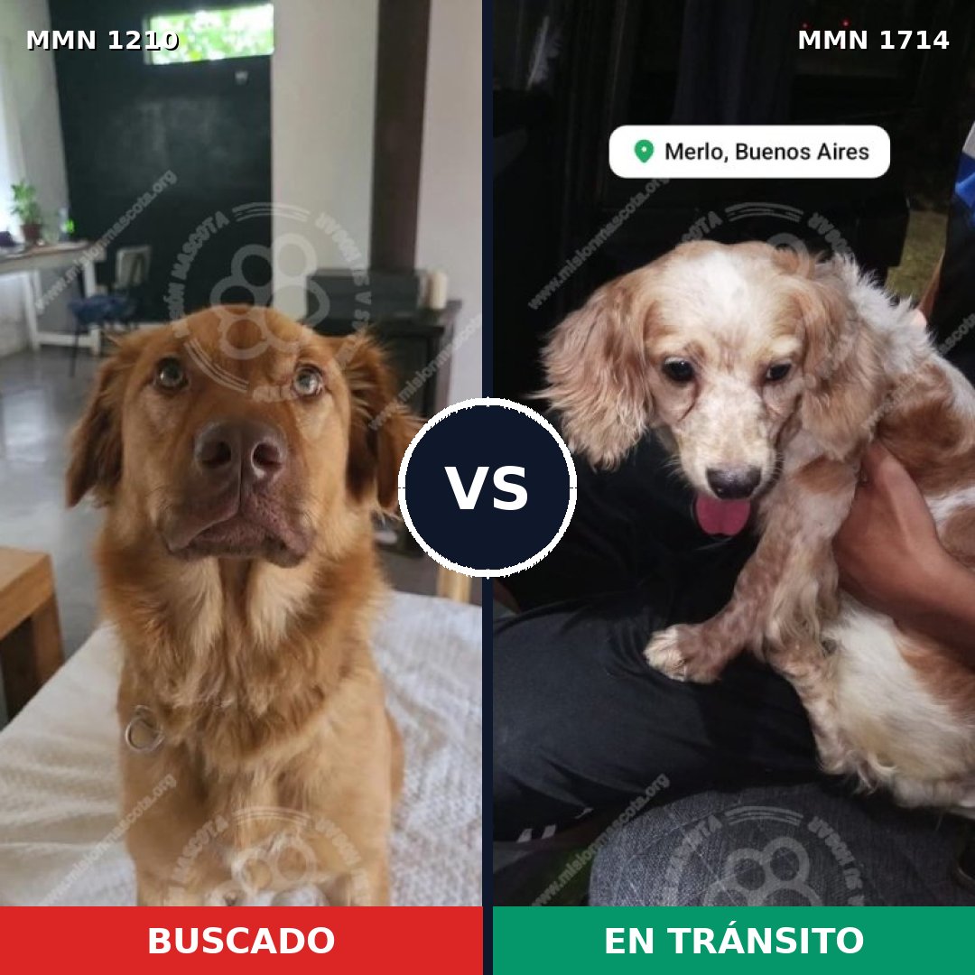 Comparativa MMS 38012: mascota perdida y mascota encontrada, 34% de similitud