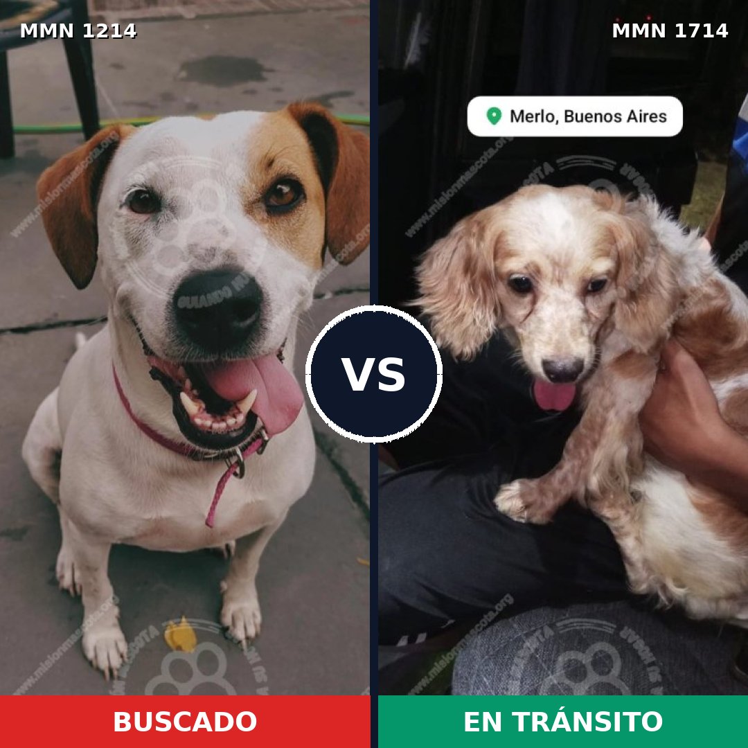 Comparativa MMS 38013: mascota perdida y mascota encontrada, 46% de similitud