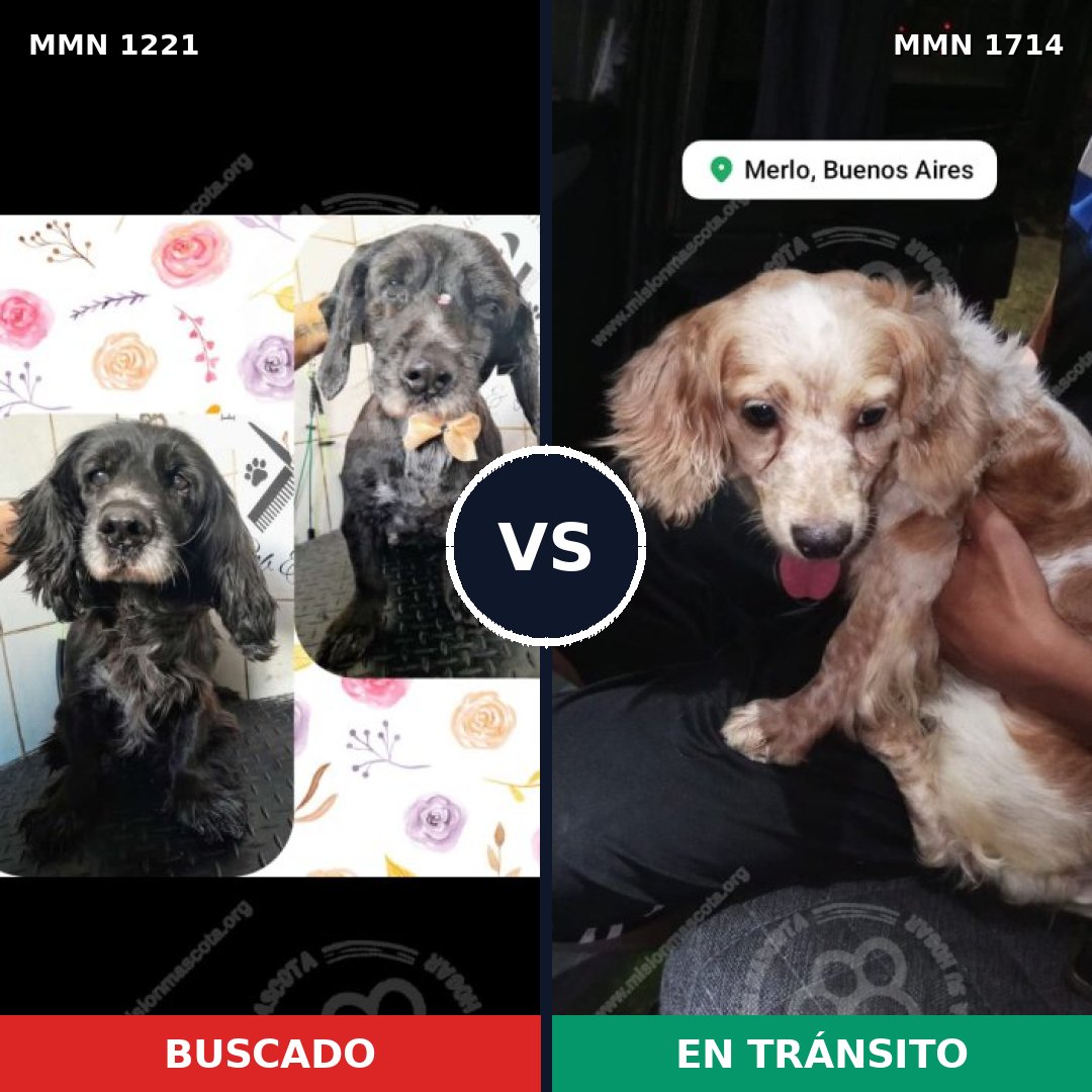 Comparativa MMS 38014: mascota perdida y mascota encontrada, 34% de similitud