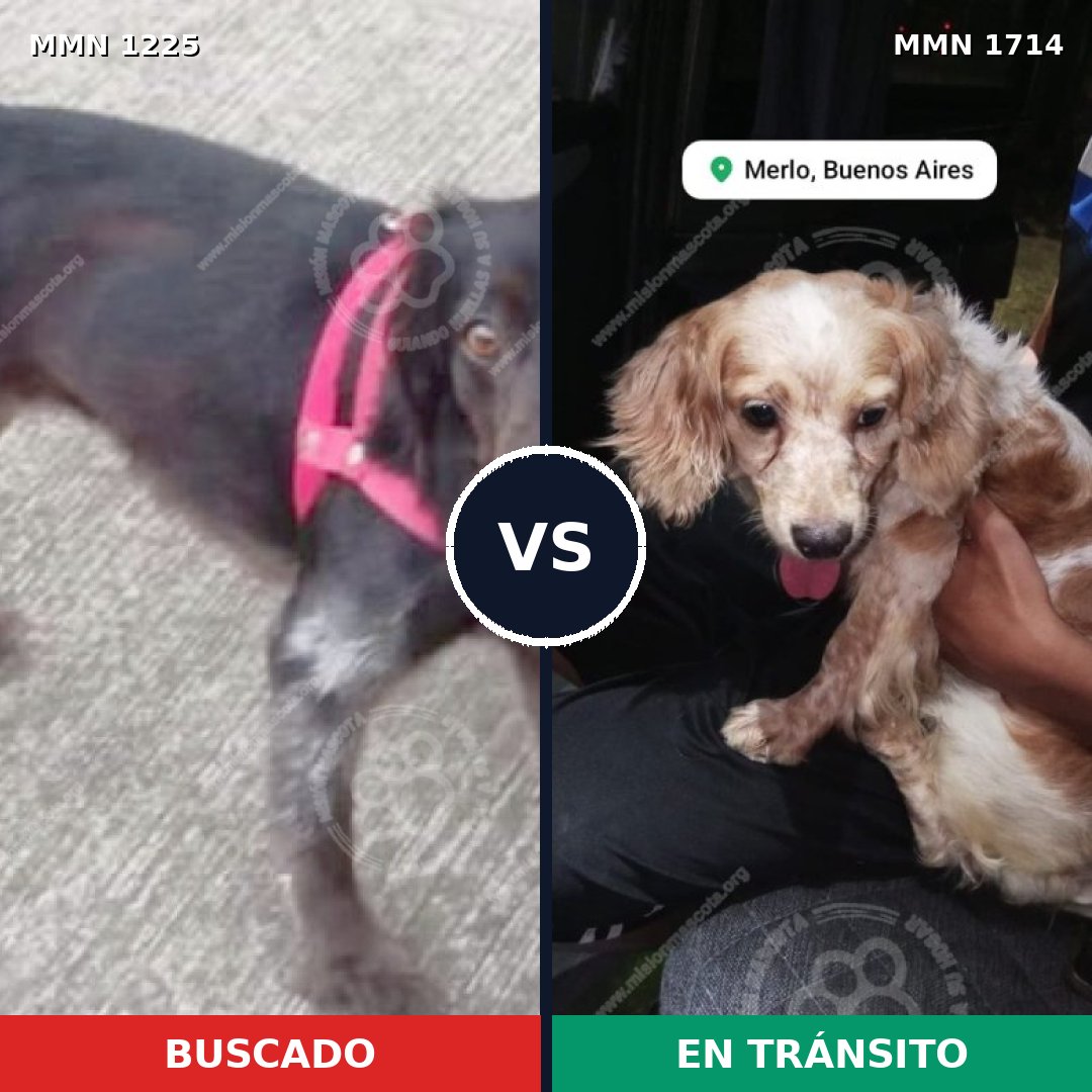 Comparativa MMS 38015: mascota perdida y mascota encontrada, 56% de similitud