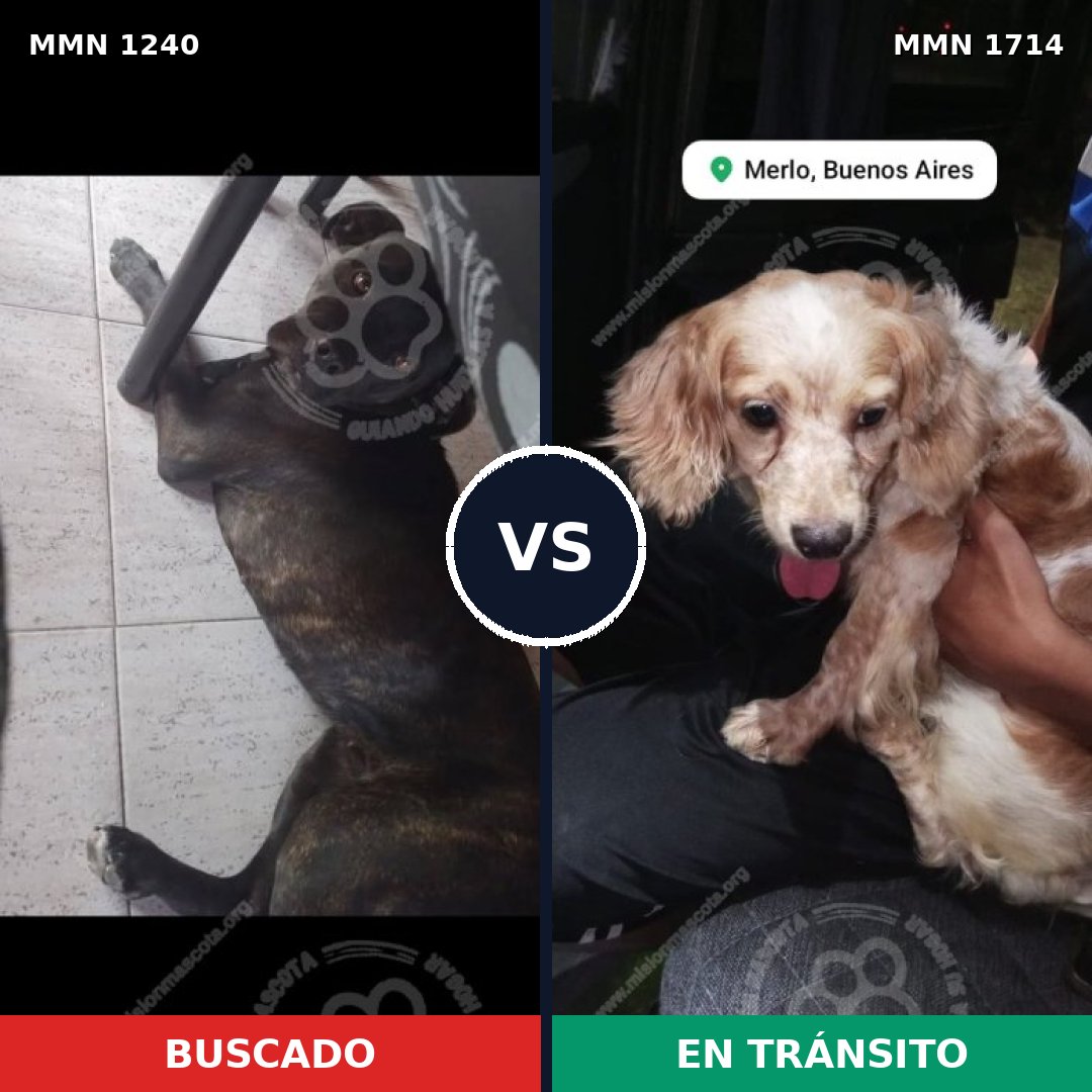 Comparativa MMS 38016: mascota perdida y mascota encontrada, 41% de similitud