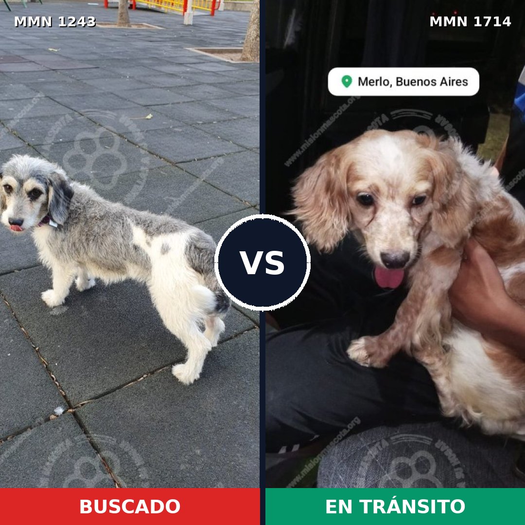 Comparativa MMS 38017: mascota perdida y mascota encontrada, 50% de similitud