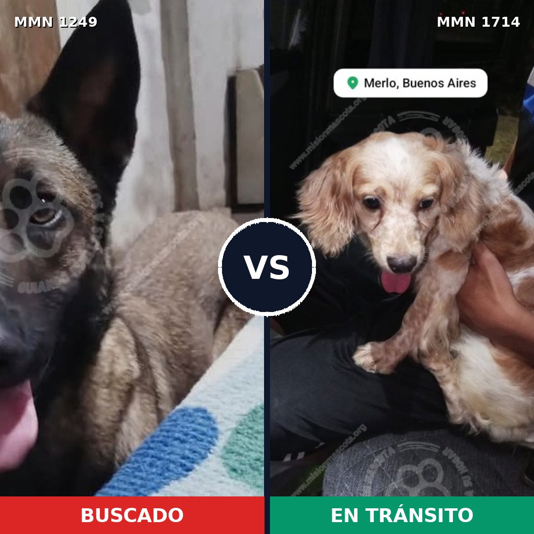 Comparativa MMS 38018: mascota perdida y mascota encontrada, 30% de similitud
