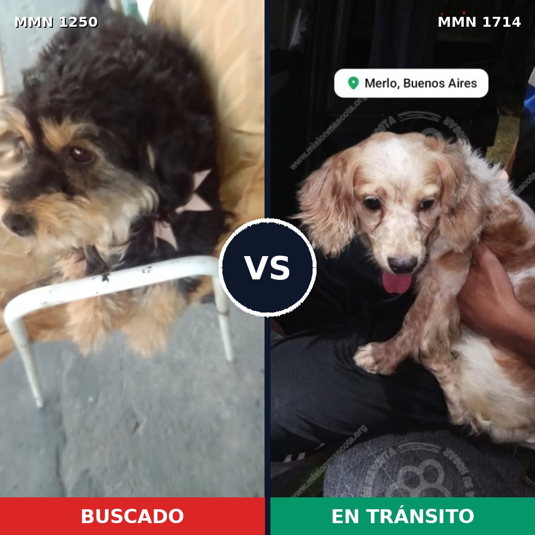 Comparativa MMS 38019: mascota perdida y mascota encontrada, 45% de similitud