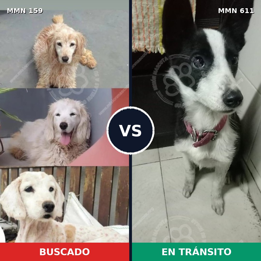 Comparativa MMS 3802: mascota perdida y mascota encontrada, 51% de similitud