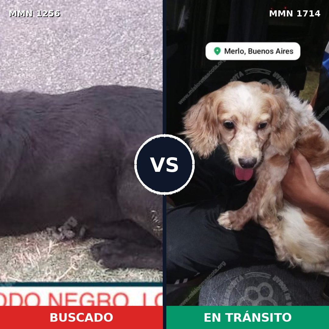 Comparativa MMS 38020: mascota perdida y mascota encontrada, 40% de similitud