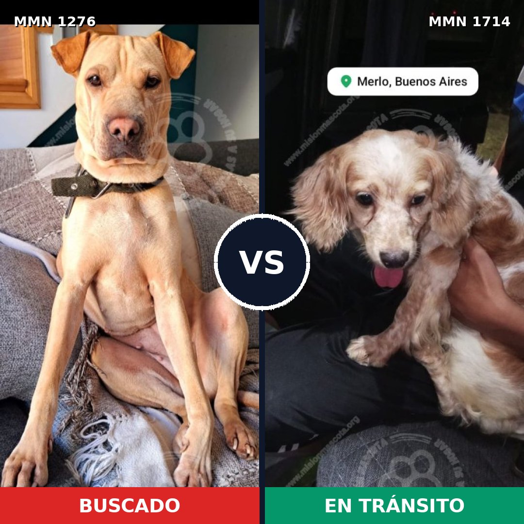 Comparativa MMS 38021: mascota perdida y mascota encontrada, 38% de similitud