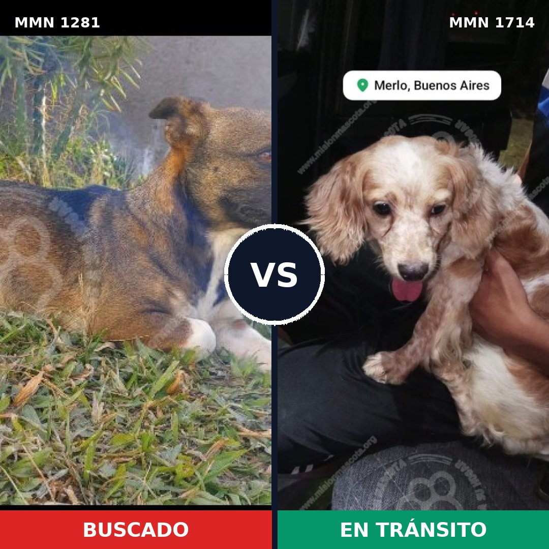 Comparativa MMS 38022: mascota perdida y mascota encontrada, 45% de similitud