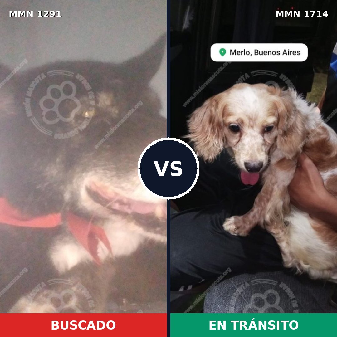 Comparativa MMS 38023: mascota perdida y mascota encontrada, 31% de similitud