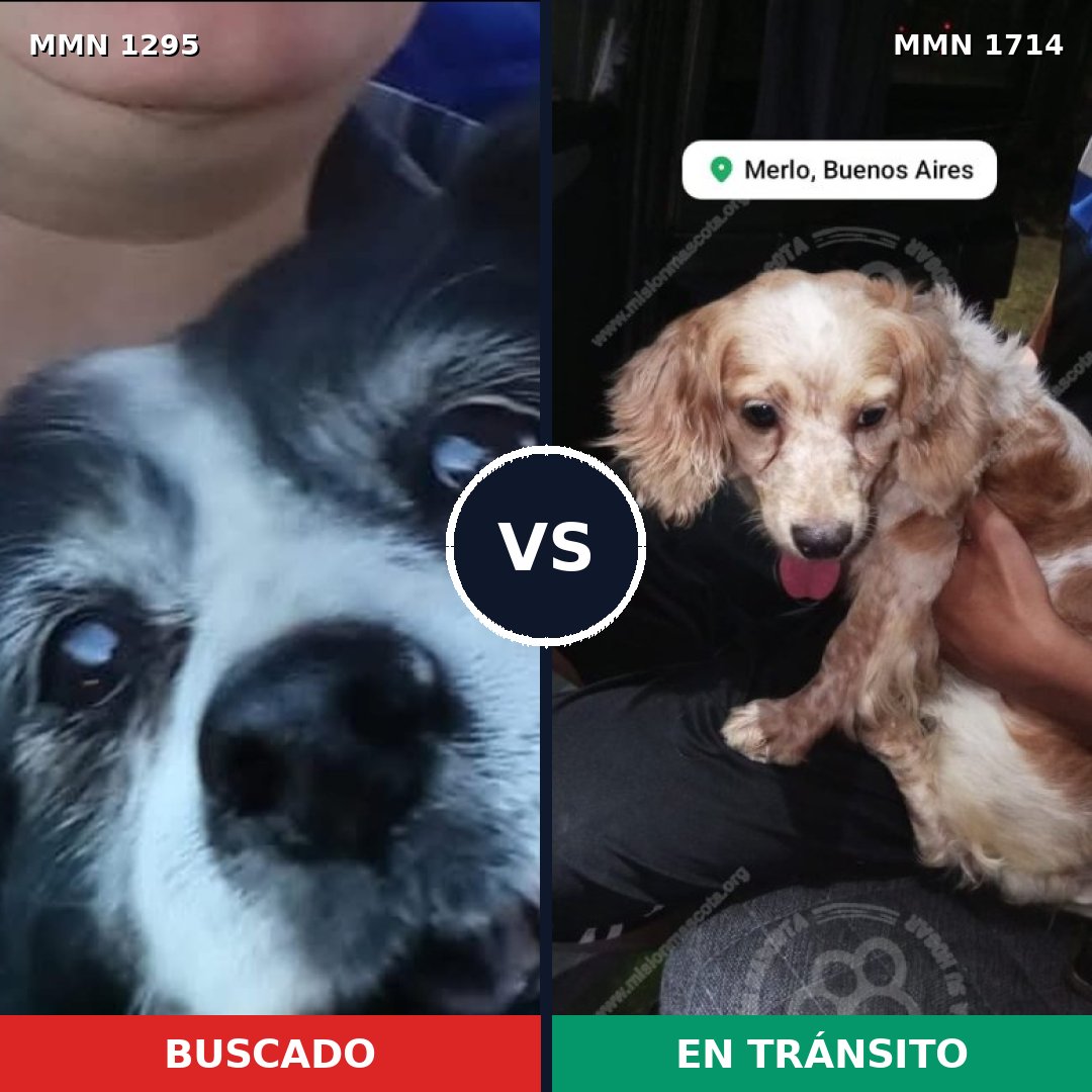 Comparativa MMS 38024: mascota perdida y mascota encontrada, 46% de similitud