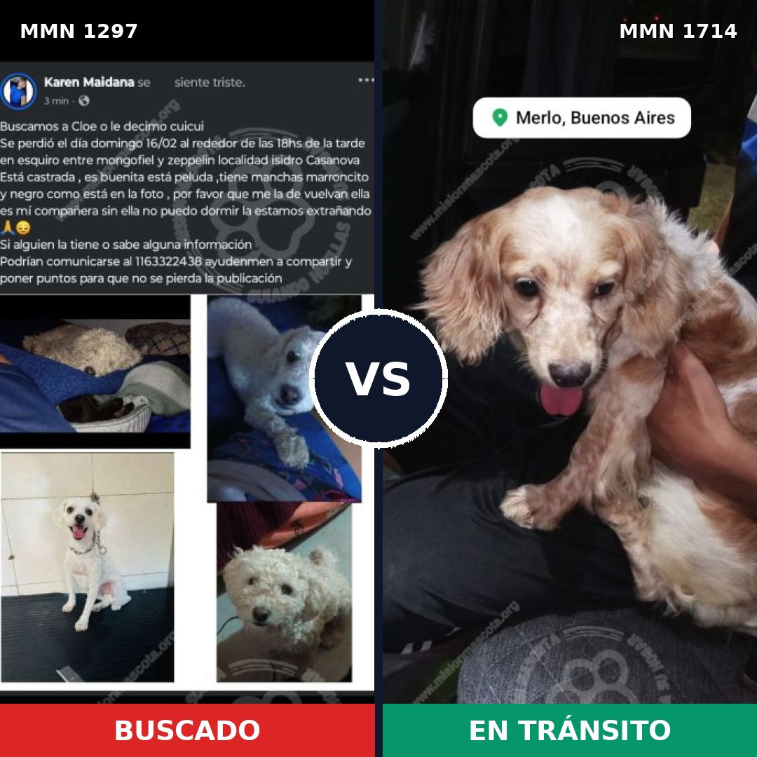 Comparativa MMS 38025: mascota perdida y mascota encontrada, 46% de similitud