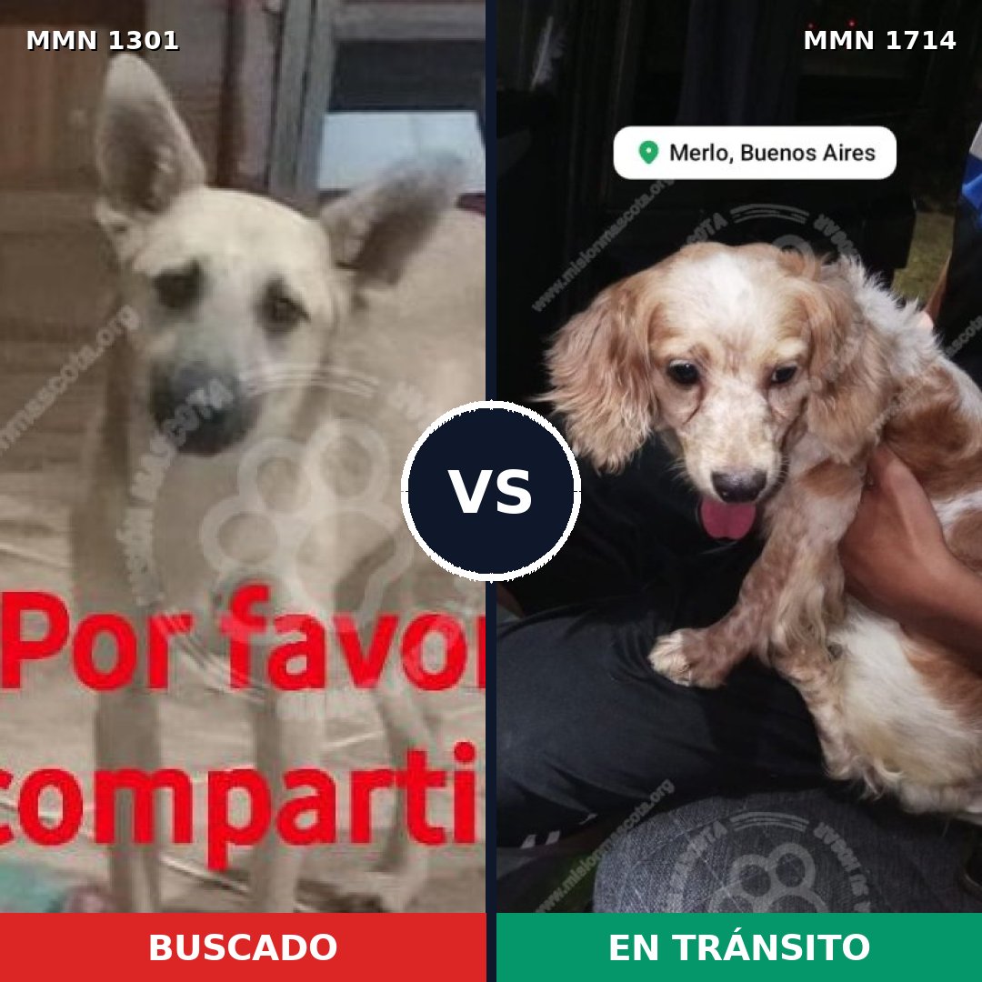 Comparativa MMS 38026: mascota perdida y mascota encontrada, 42% de similitud