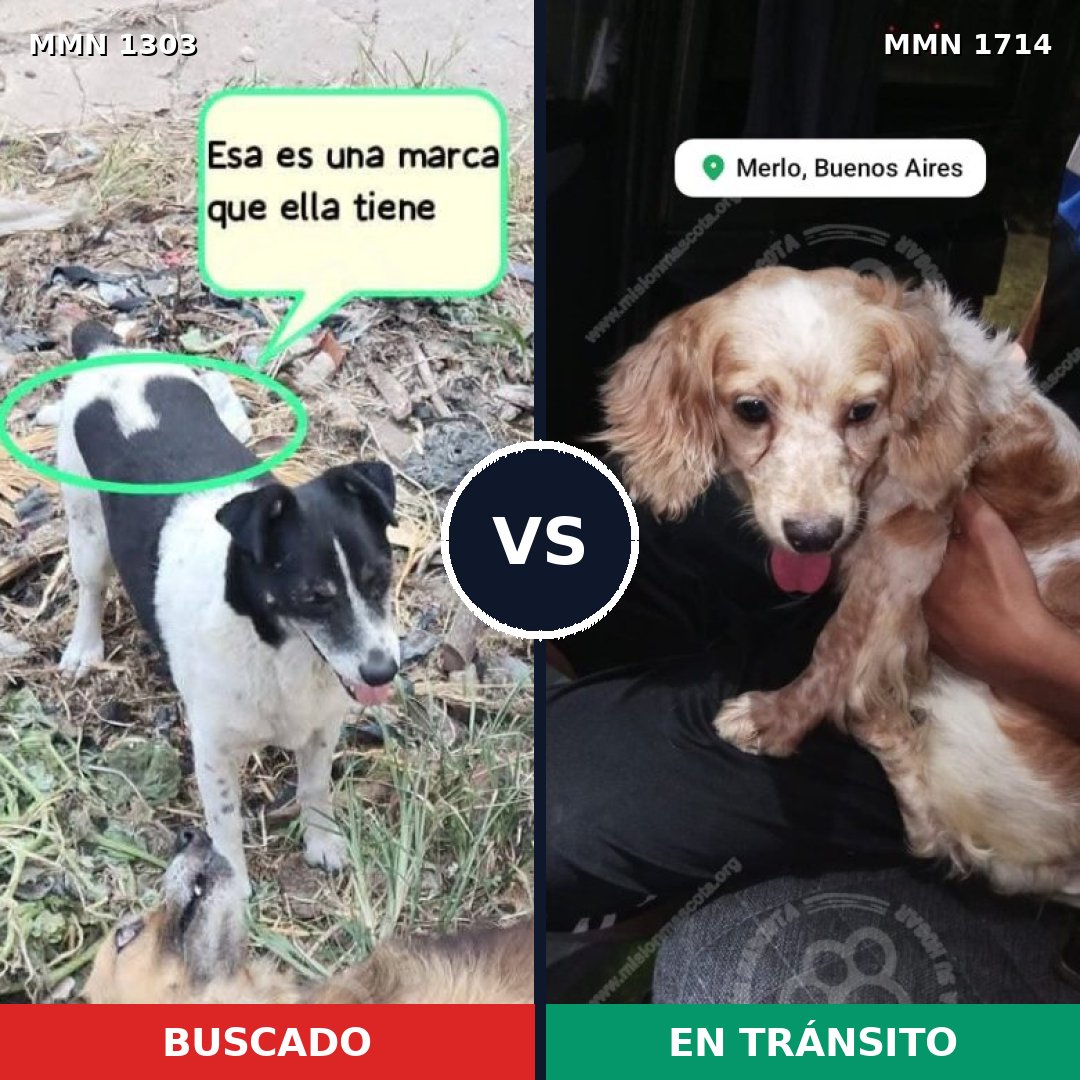 Comparativa MMS 38027: mascota perdida y mascota encontrada, 53% de similitud