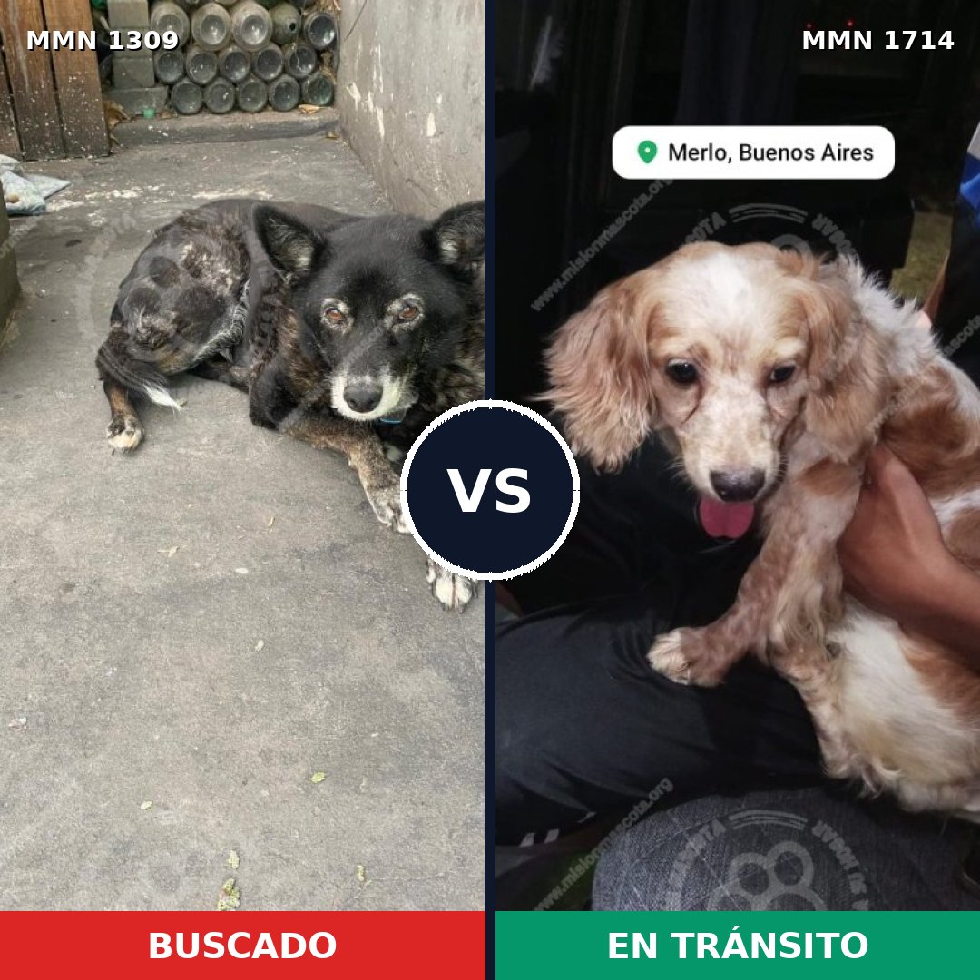Comparativa MMS 38028: mascota perdida y mascota encontrada, 43% de similitud