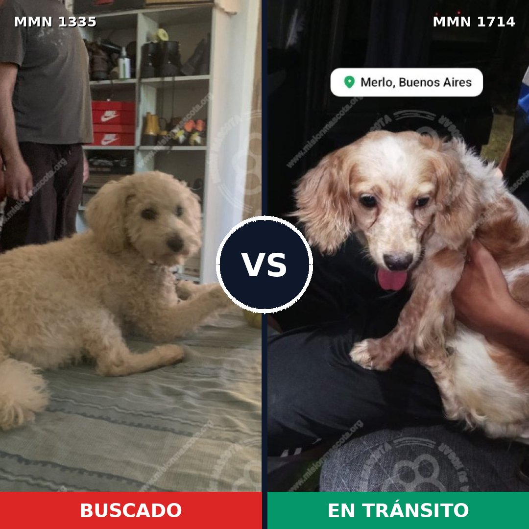 Comparativa MMS 38029: mascota perdida y mascota encontrada, 52% de similitud