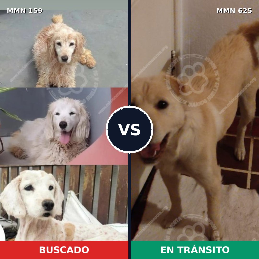 Comparativa MMS 3803: mascota perdida y mascota encontrada, 84% de similitud