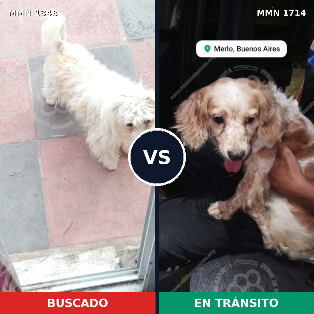 Comparativa MMS 38030: mascota perdida y mascota encontrada, 56% de similitud