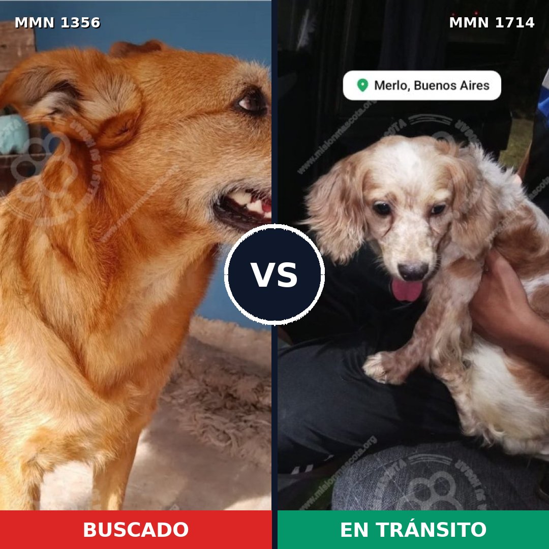 Comparativa MMS 38031: mascota perdida y mascota encontrada, 44% de similitud