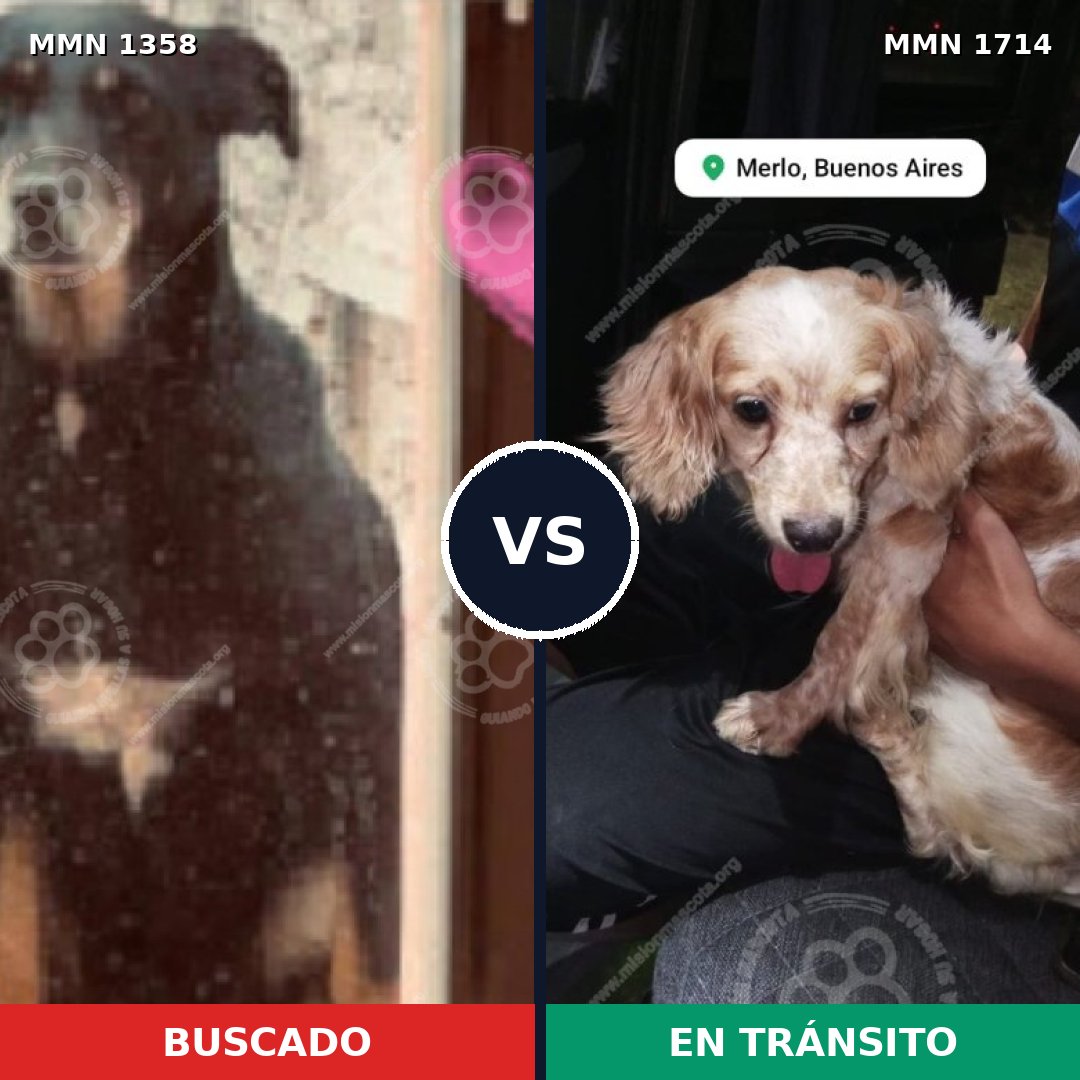 Comparativa MMS 38032: mascota perdida y mascota encontrada, 40% de similitud