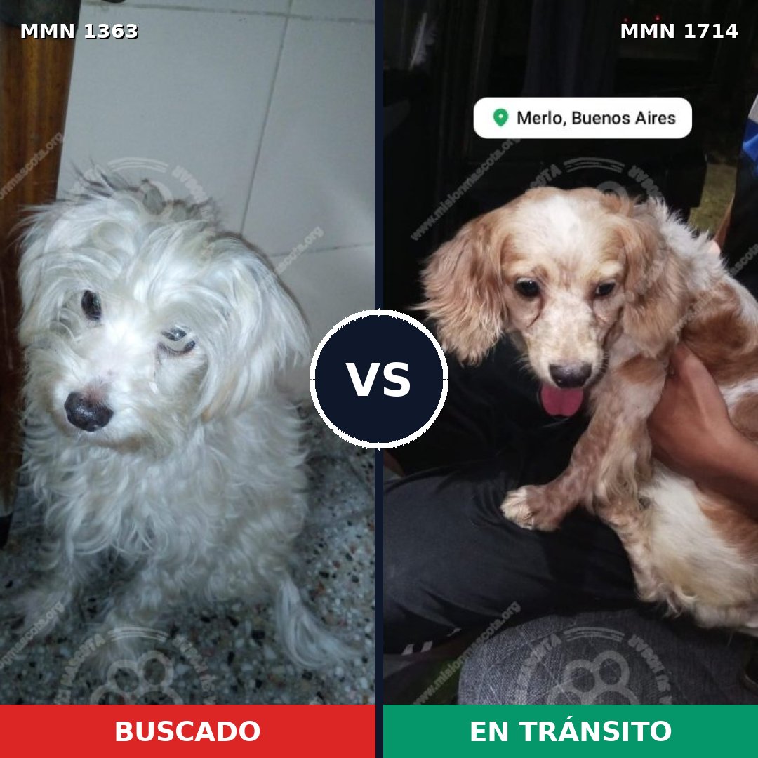 Comparativa MMS 38034: mascota perdida y mascota encontrada, 45% de similitud