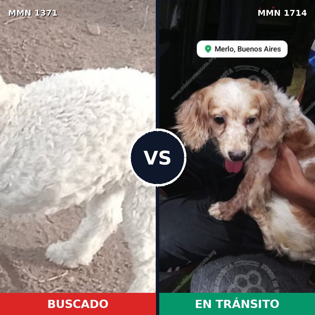 Comparativa MMS 38035: mascota perdida y mascota encontrada, 40% de similitud