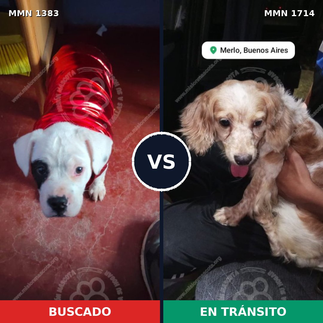 Comparativa MMS 38036: mascota perdida y mascota encontrada, 37% de similitud