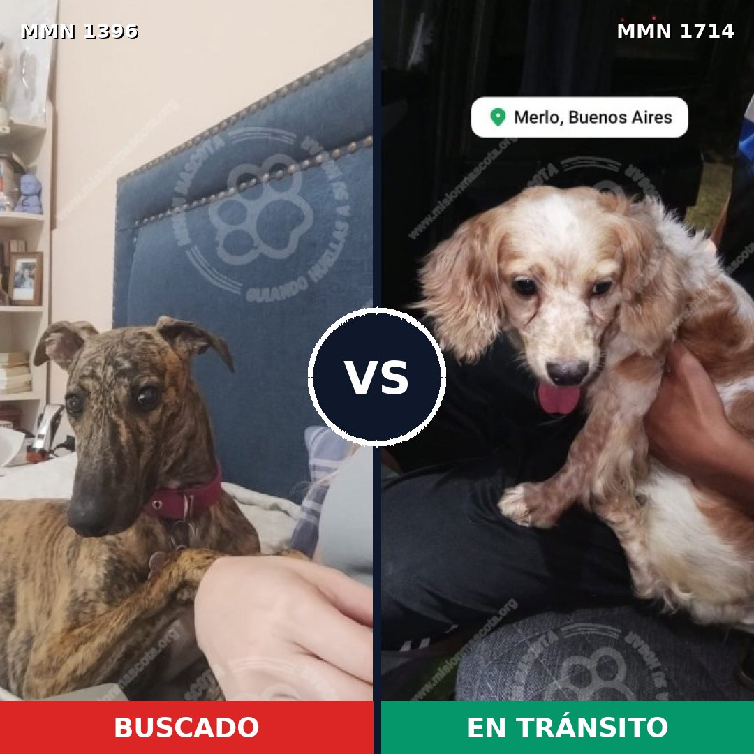 Comparativa MMS 38037: mascota perdida y mascota encontrada, 25% de similitud