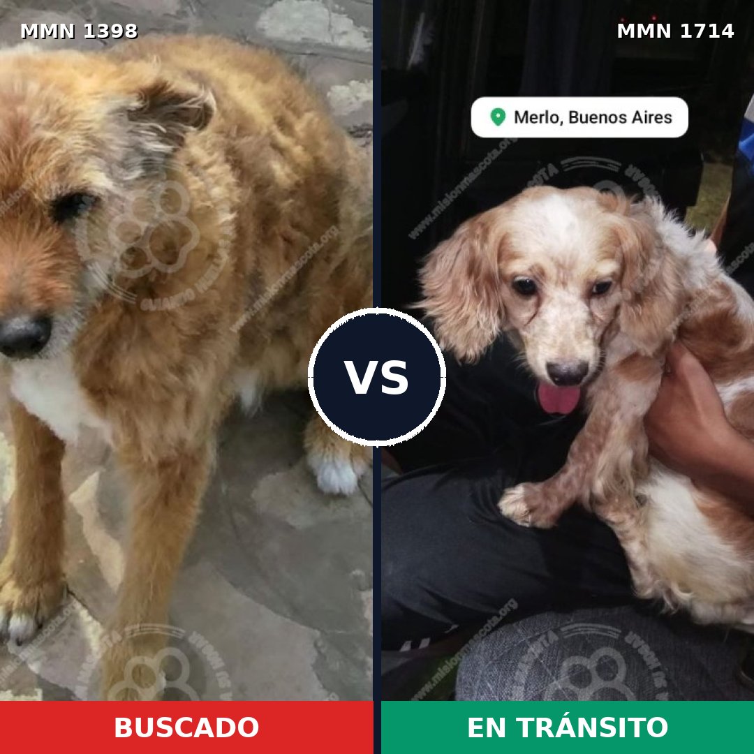 Comparativa MMS 38038: mascota perdida y mascota encontrada, 46% de similitud